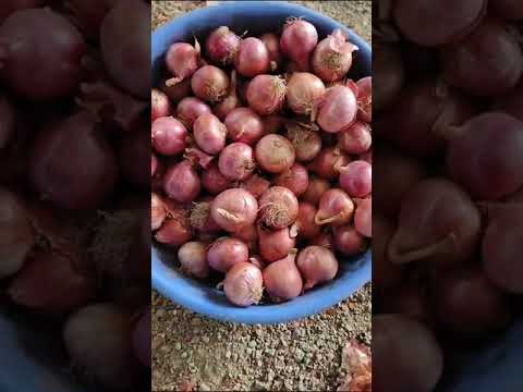 Herbojit's dehydrated onion powder, packaging size: 5kg