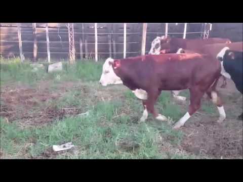 A LA VENTA: 150 Terneros machos