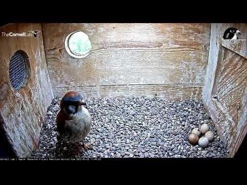 Wisconsin Kestrel Cam 20.05.2022 11:48