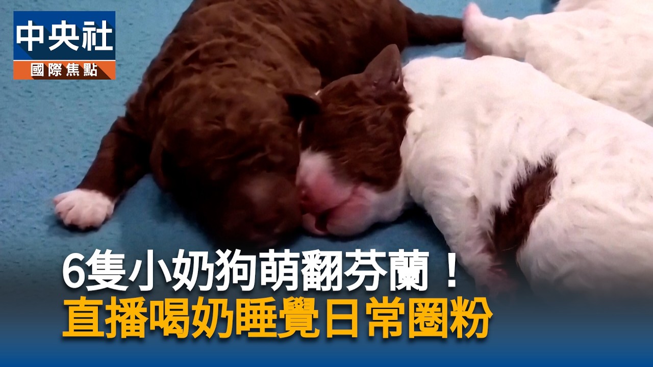 6隻小奶狗萌翻芬蘭！幼犬直播掀熱潮