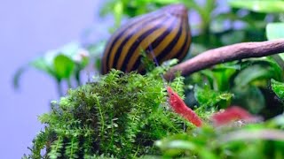 Can you grow Java Moss compact? #plantedtank #javamoss #moss  #tips #aquarium #lowtechaquarium