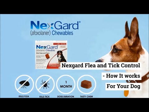 Nexgard Flea and Tick Control - How It Works For Your Dog.