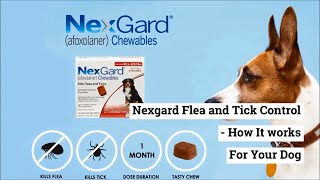 Nexgard Flea and Tick Control - How It Works For Your Dog.