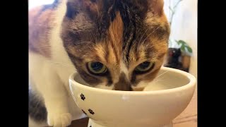 Breakfast with calico cat 三毛猫と朝食を。
