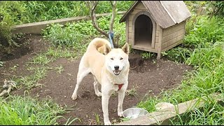 #ライブ#柴犬#縄文柴犬#犬のいる暮らし#癒し＃猫のいる暮らし