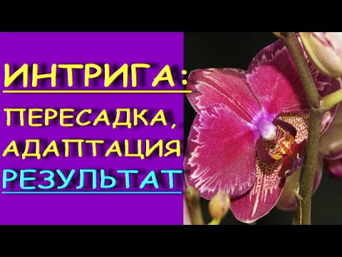 Фаленопсис "ИНТРИГА":большим корням-большой горшок!ПЕРЕСАДКА и РЕЗУЛЬТАТ.Орхидея phalaenopsis 'Miyo'