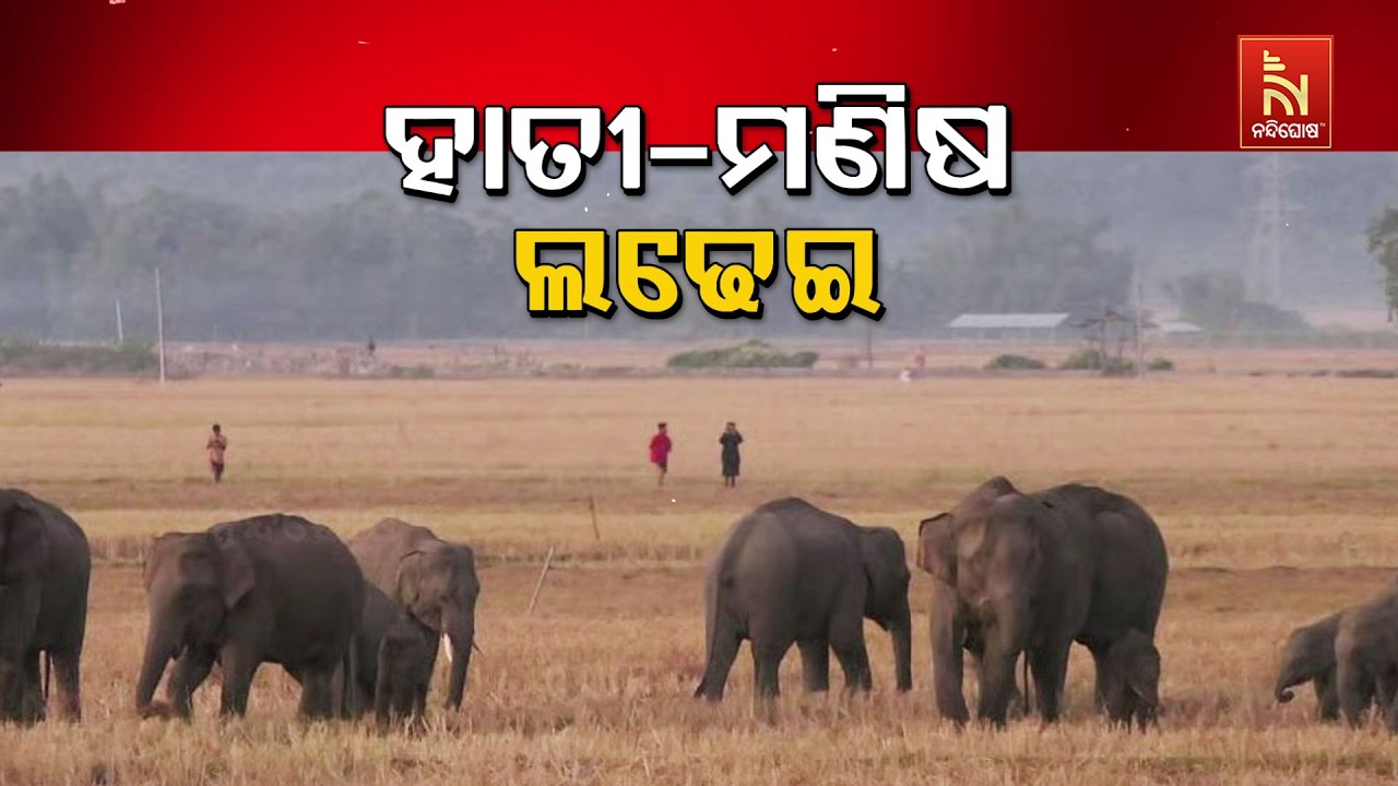 🔴Live | ହାତୀ-ମଣିଷ ଲଢେଇ