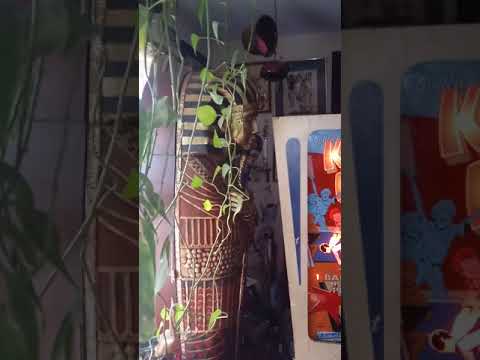 GOTTLIEBS "KING PIN" WEDGE HEAD SINGLE PLAYER PINBALL MACHINE 1973 MAY 6 2021.