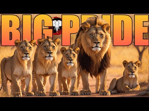 Creating my OWN LION PRIDE   - Animalia Survival