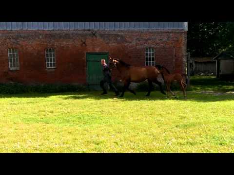 Hengstfohlen con Crunch-Caretino