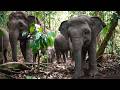 Jungles Of Asia Survival In The Heart Of The Wilderness