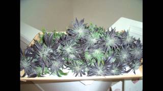 J Dilla-Mash's Revenge (Instrumental)