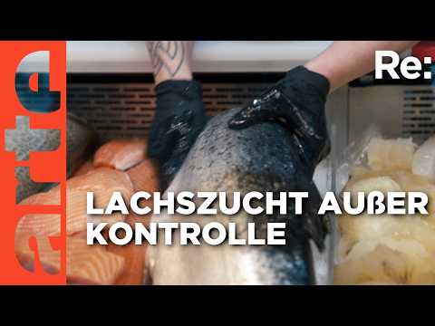 Lachskrise in Norwegen | ARTE Re: