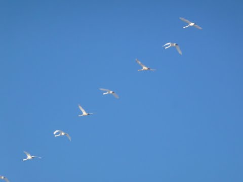 Tak pragnę wielbić Cię  - Mocni w duchu