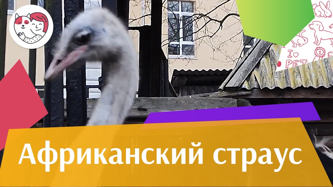Африканский страус Внешний вид на ilikepet