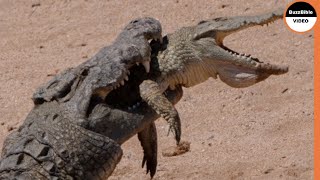 Crocodiles Eat each Other&#39;s Parts