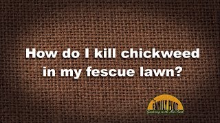 Q&A – How do I kill chickweed in my fescue lawn?