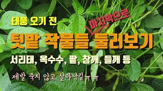 태풍북상 텃밭작물 둘러보기 서둘러 해야할일 서리태 옥수수 팥 참깨 들깨등 텃밭농사