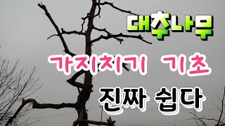 대추나무 가지치기 가장 기본적인것 그럼 진짜 크게 많이 달린다