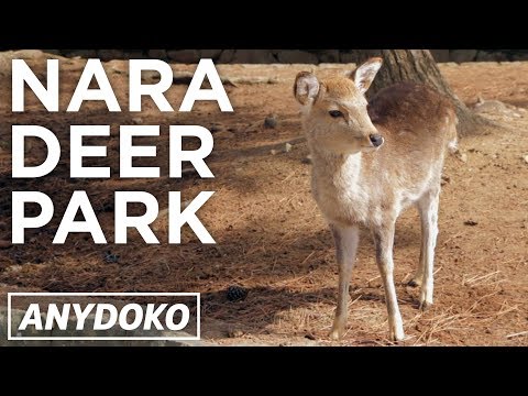 Nara Park: The Best Deer Park In The World