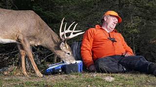 When Wild Animals Surprise Humans by Ringing Gifts Every Day 🔔
