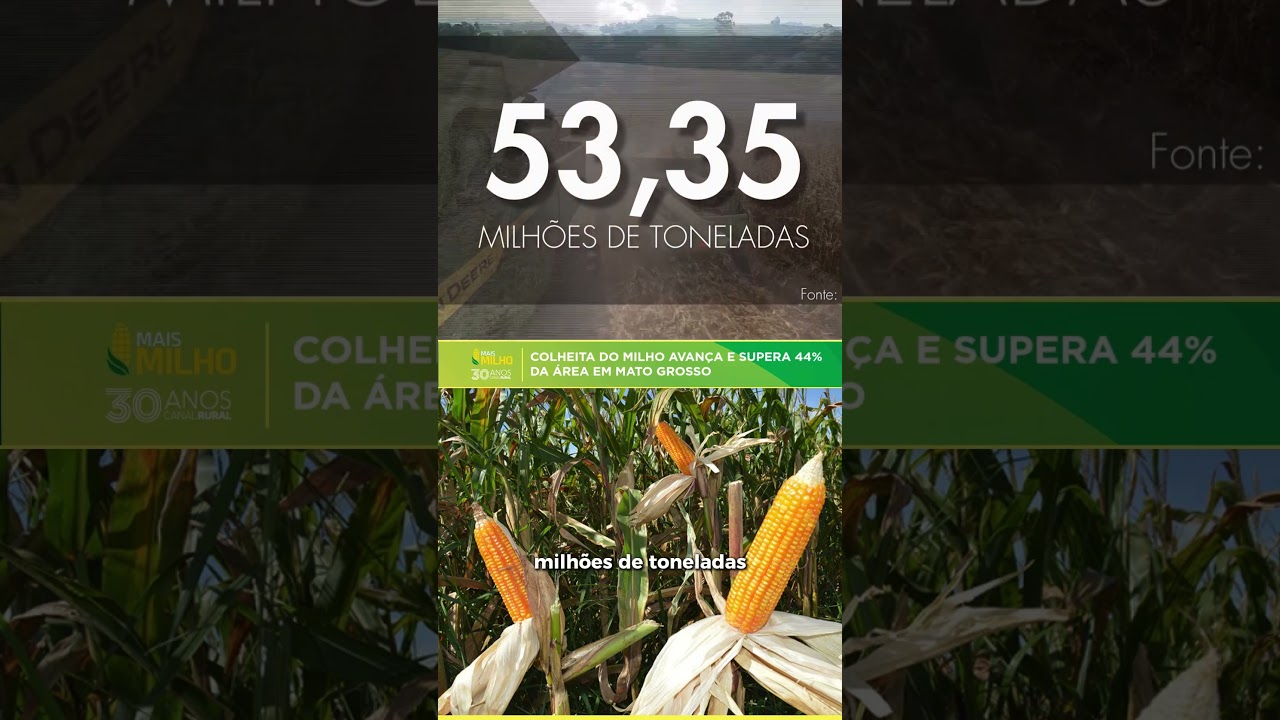 Colheita do milho avança e supera 44% da área em Mato Grosso