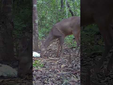 Ceva boa para Veado Catingueiro é sal! #youtubeshorts #shortsvideoviral #youtubesshortsvideo