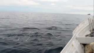 preview picture of video 'Delfines frente a Capurgana'