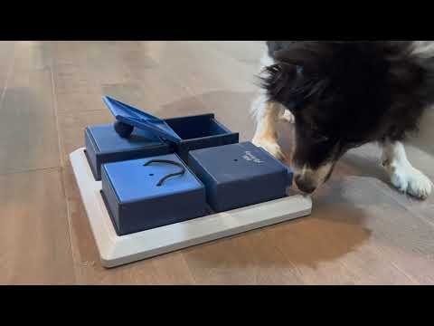 Sierra Solves Puzzles. Watch Our 12 Year Old Border Collie Solve Four Puzzles to Receive Treats!