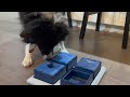Sierra Solves Puzzles. Watch Our 12 Year Old Border Collie Solve Four Puzzles to Receive Treats!
