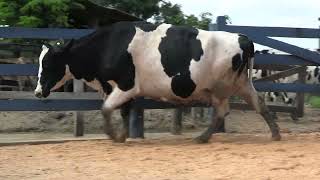 Vídeo 138 - 1ª ETAPA MEGA LIQUIDAÇÃO TOTAL AGROPECUÁRIA MARAJOARA - DIA 4 | GADO GIROLANDO E HOLANDÊS