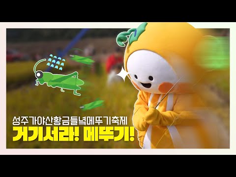 성주가야산 황금들녘에 메뚜기 사냥꾼 등장!