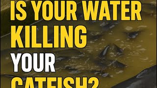 What is Water Management in Catfish Farming? | BigChills Farm”