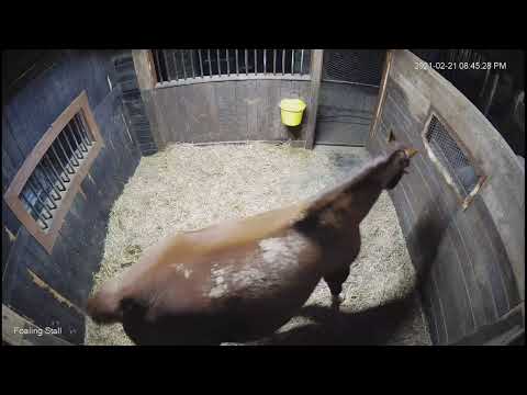 Foal Watch - Jeb- Day 363 - In Foal to Upstart