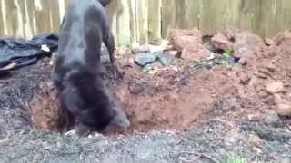 Casey saying goodbye to his brother Scruffy