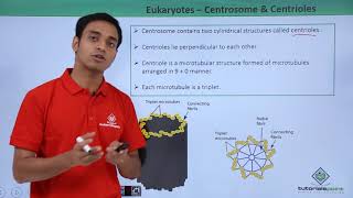 Class 11th - Eukaryotes - Centrosome and Centrioles | Cell: The unit of Life | Tutorials Point