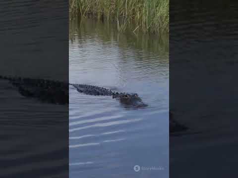Discover the Wild Heart of Everglades! #WildlifeAdventure #FloridaNature #AirboatRide #NatureLovers
