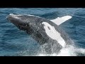 Listening to Humpback Whales- WHALES IN A CHORUS