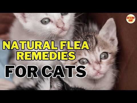Natural Flea Remedies for Cats: Say Goodbye to Fleas the Eco-Friendly Way / Cat Grooming