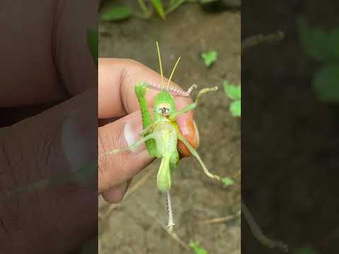 Egyptian grasshopper🦗#insect #shorts​⁠​⁠​⁠