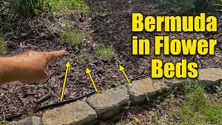 Bermuda Grass in Flower Beds