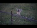 Сова, кот и мышь 