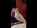 This bird is a fucking legend!