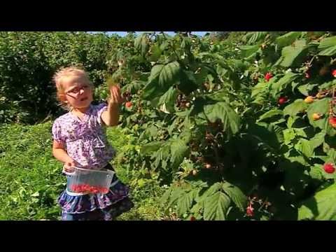 Dotacje dla wsi - Program rolnośrodowiskowy, gospodarstwo ekologiczne