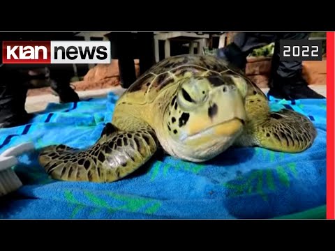 Klan News - Brenda qendrës rehabilituese për breshkat e ujit në Dubai