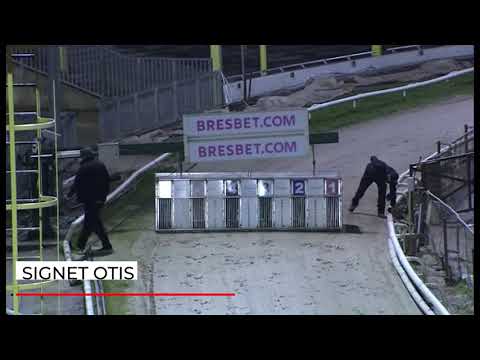 Signet Otis - BGBF British Bred Derby Semi Final