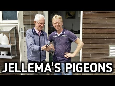 , title : 'JELLEMA'S Pigeons - The History of the Jellema Marathon Pigeons'