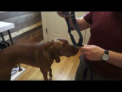 Review of the 2 Hounds Design Freedom No Pull Dog Harness Review