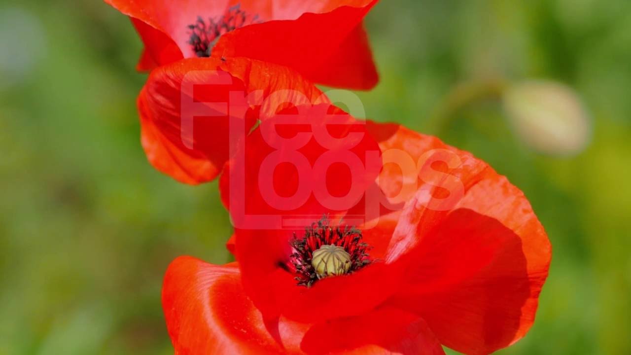 Spring Garden Teaser from FreeLoops.tv