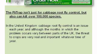 Cabbage Root Fly Control